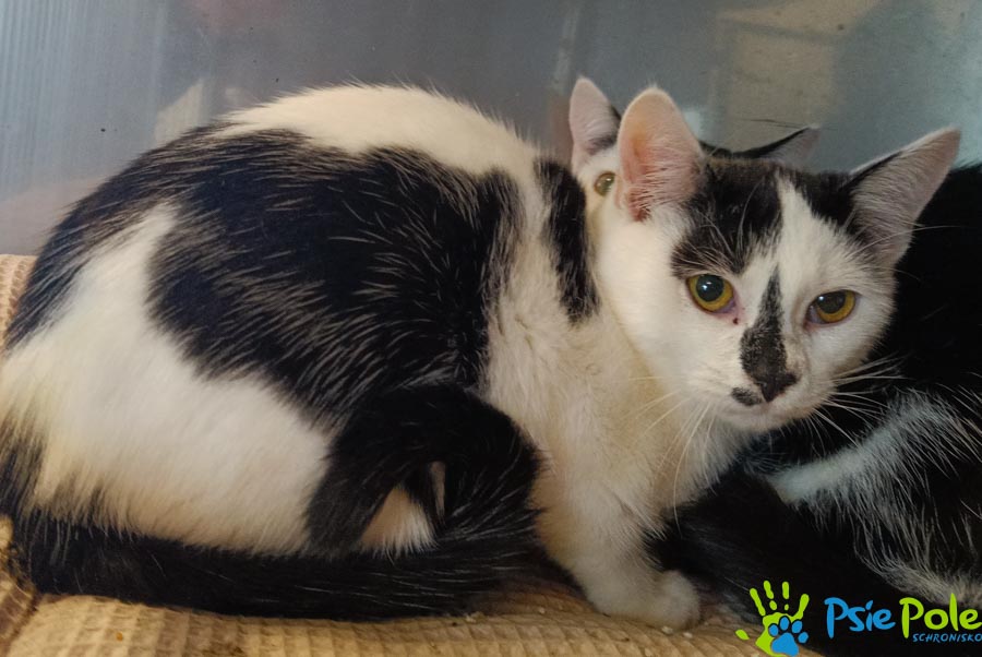 Kotek KATAKLIZM Kotek KATAKLIZM