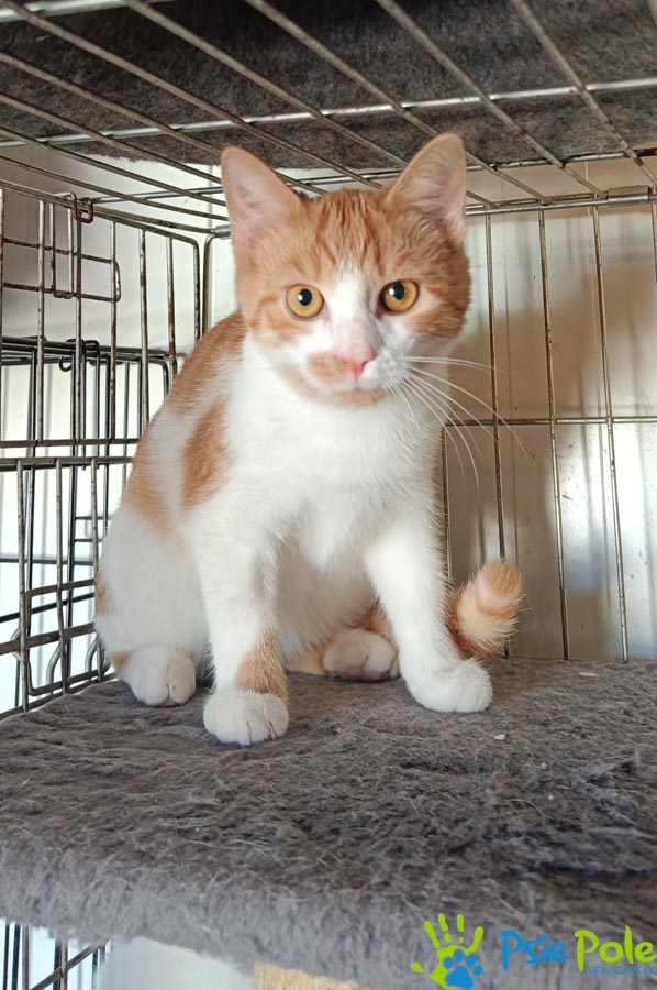 Kotek LIŚCIACZEK Kotek LIŚCIACZEK