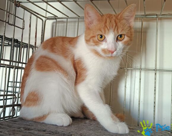 Kotek LIŚCIACZEK Kotek LIŚCIACZEK