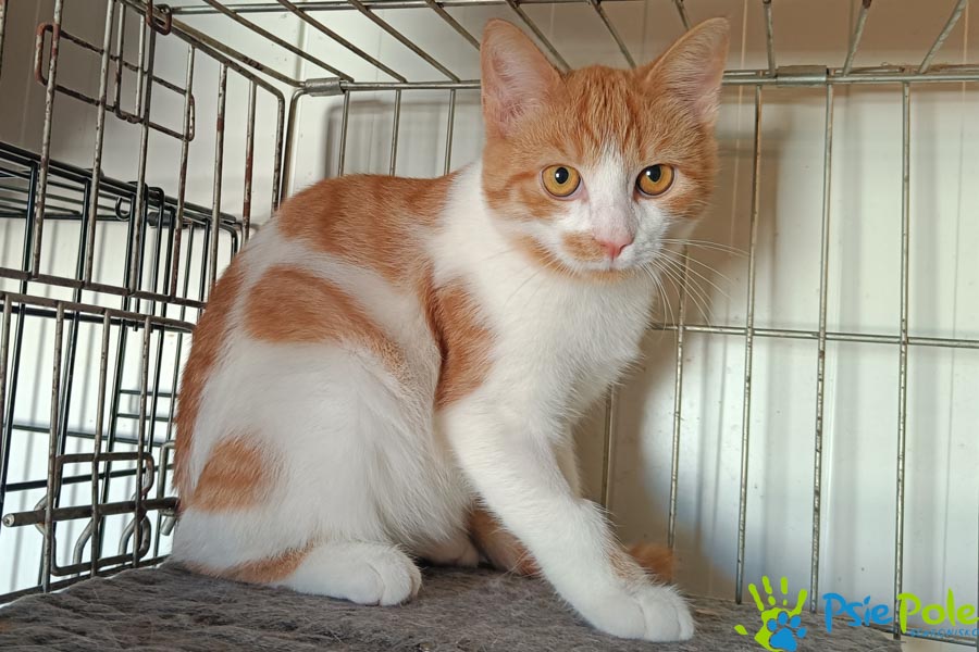 Kotek LIŚCIACZEK Kotek LIŚCIACZEK