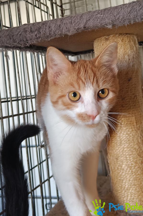 Kotek LIŚCIACZEK Kotek LIŚCIACZEK