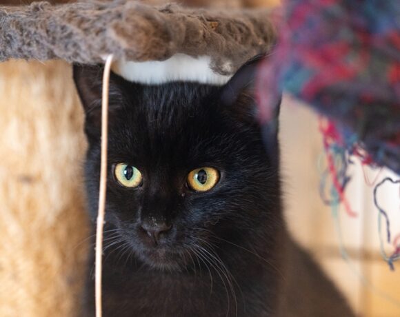 Kotka TAJGA Kotka TAJGA