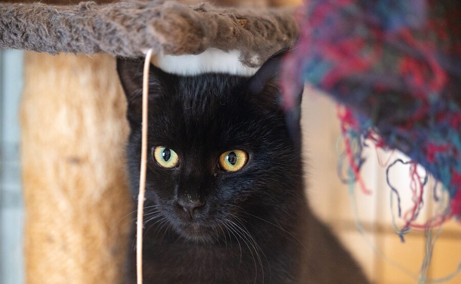 Kotka TAJGA Kotka TAJGA