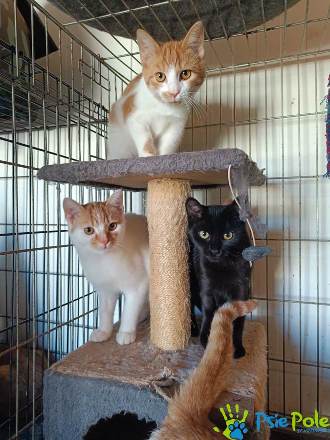 Kotek TUNDRUŚ Kotek TUNDRUŚ