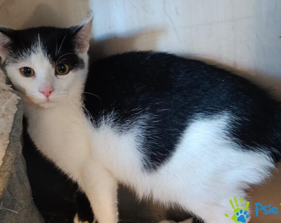 Kotek TORNADO Kotek TORNADO