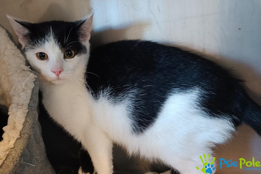 Kotek TORNADO Kotek TORNADO