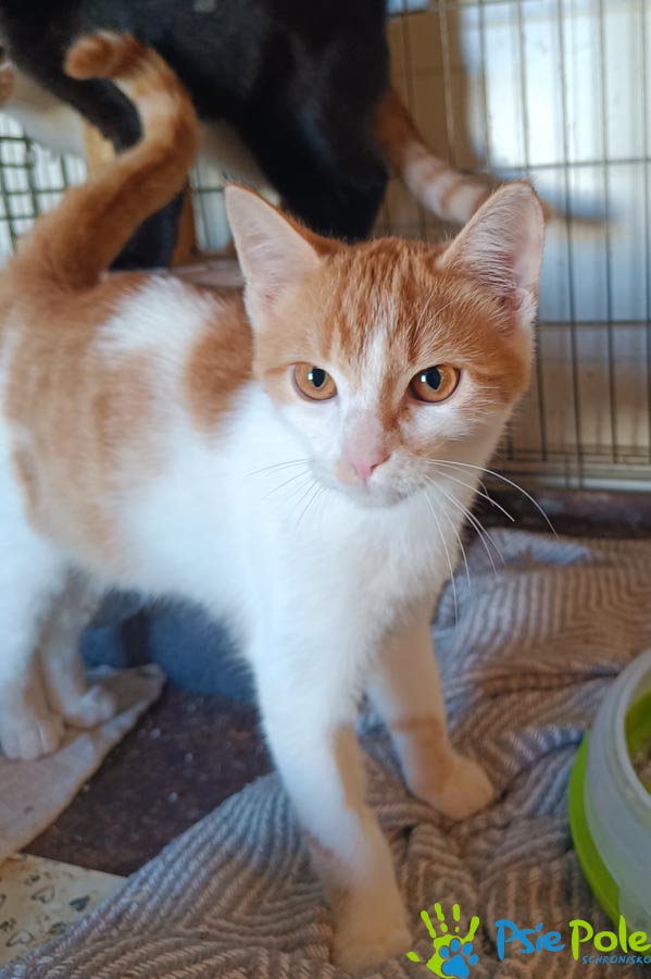 Kotek TUNDRUŚ Kotek TUNDRUŚ