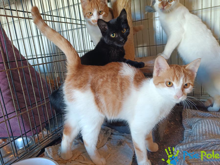 Kotek TUNDRUŚ Kotek TUNDRUŚ