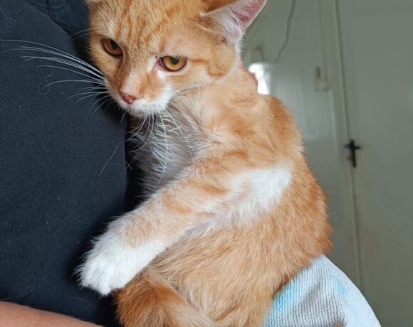 Kotka CLEO