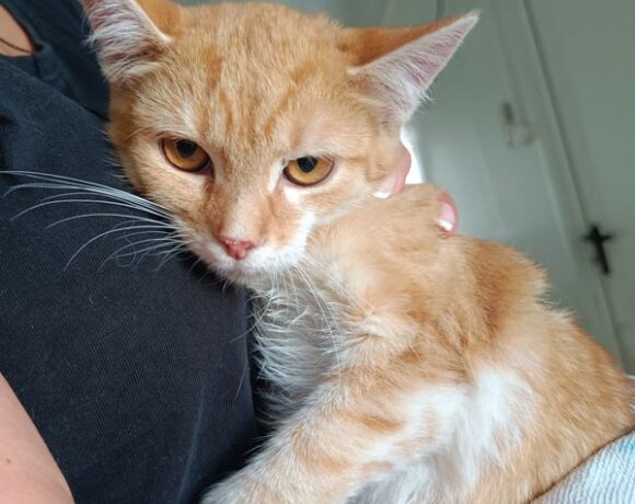 Kotka CLEO