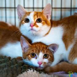 Kotek BOLT rezerwacja