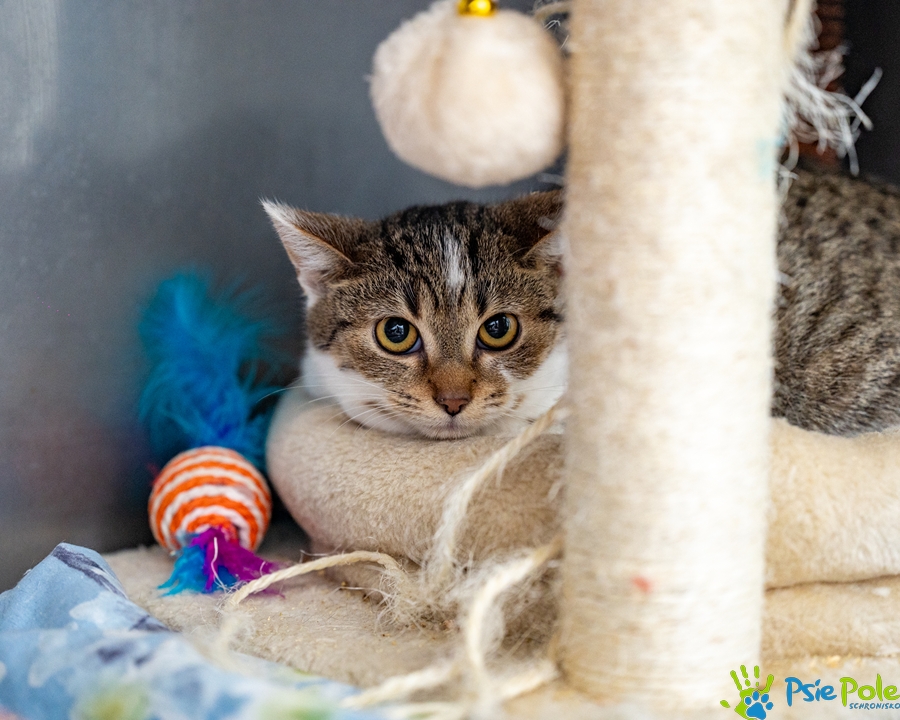 Kotka KLARA Kotka KLARA