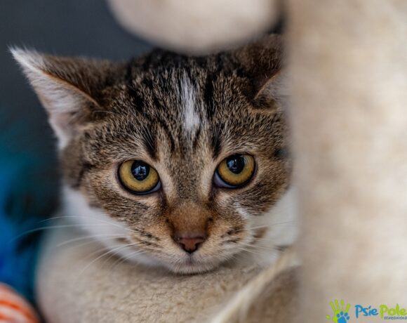 Kotka KLARA Kotka KLARA