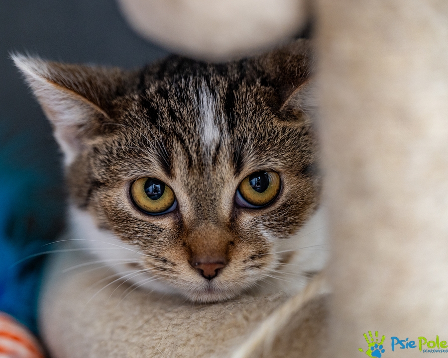 Kotka KLARA Kotka KLARA