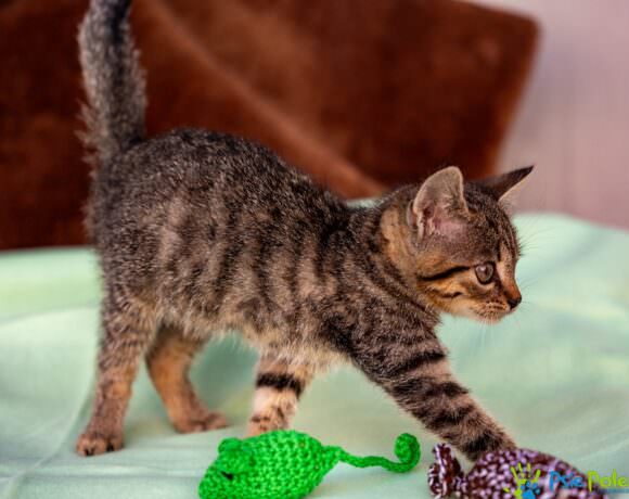 Kotka MYSZKA MINNIE Kotka MYSZKA MINNIE