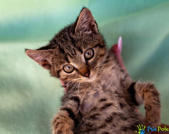 Kotka MYSZKA MINNIE Kotka MYSZKA MINNIE