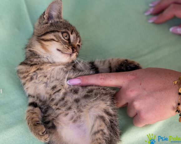 Kotka MYSZKA MINNIE Kotka MYSZKA MINNIE