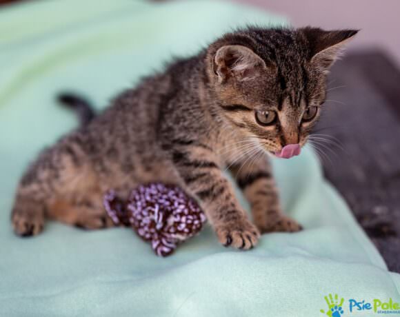 Kotka MYSZKA MINNIE Kotka MYSZKA MINNIE