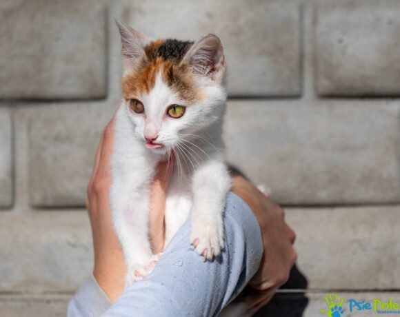 Kotka PRAŻYNKA Kotka PRAŻYNKA