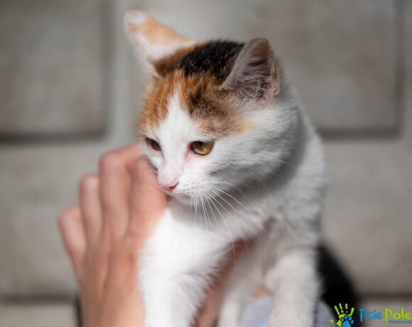 Kotka PRAŻYNKA Kotka PRAŻYNKA