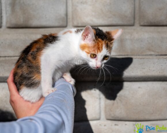 Kotka PRAŻYNKA Kotka PRAŻYNKA