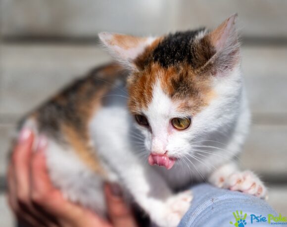 Kotka PRAŻYNKA Kotka PRAŻYNKA