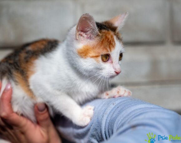 Kotka PRAŻYNKA Kotka PRAŻYNKA