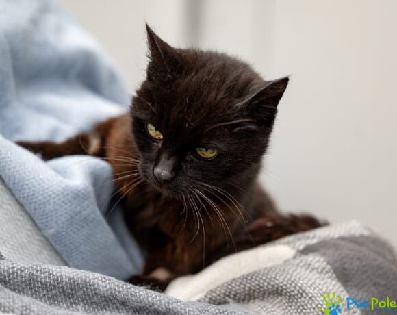 Kotka PRZEGRYZKA Kotka PRZEGRYZKA