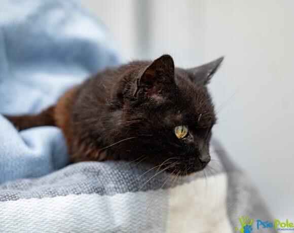 Kotka PRZEGRYZKA Kotka PRZEGRYZKA