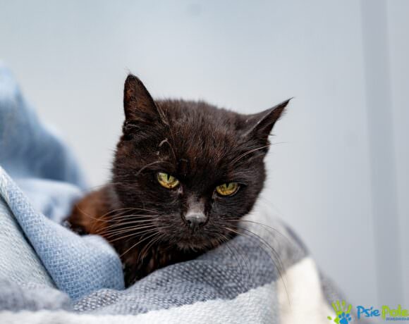 Kotka PRZEGRYZKA Kotka PRZEGRYZKA