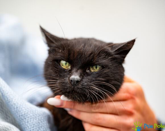 Kotka PRZEGRYZKA Kotka PRZEGRYZKA