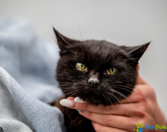 Kotka PRZEGRYZKA Kotka PRZEGRYZKA