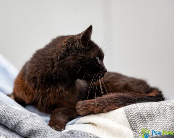 Kotka PRZEGRYZKA Kotka PRZEGRYZKA