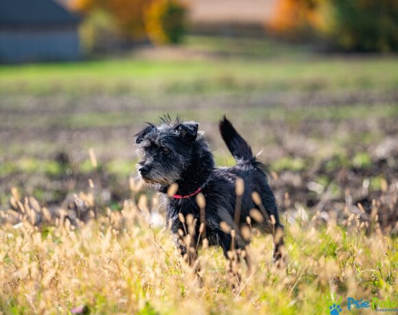 SZCZOTKUŚ SZCZOTKUŚ