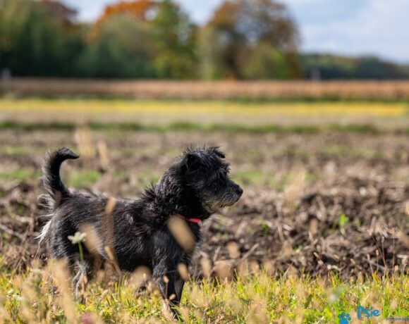 SZCZOTKUŚ SZCZOTKUŚ