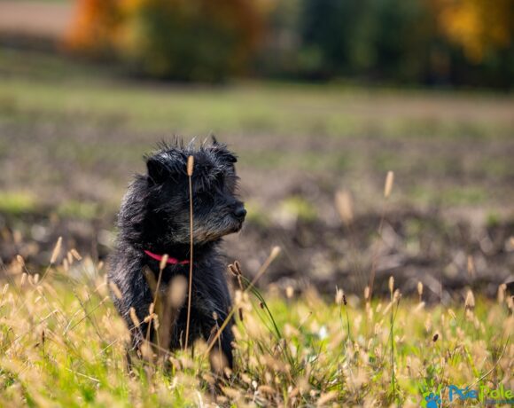 SZCZOTKUŚ SZCZOTKUŚ