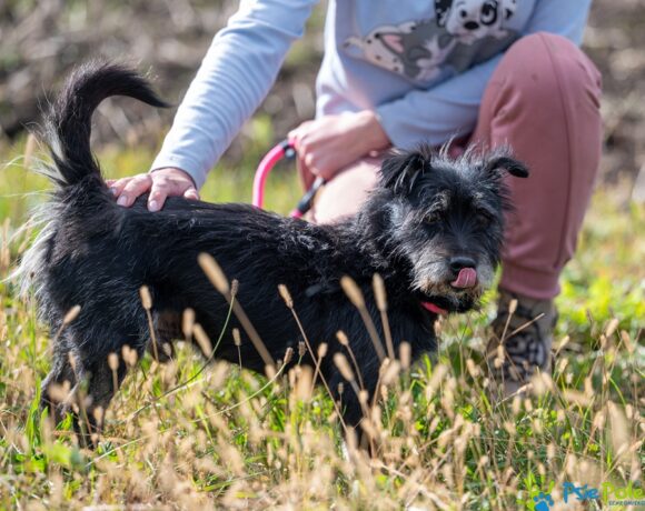 SZCZOTKUŚ SZCZOTKUŚ