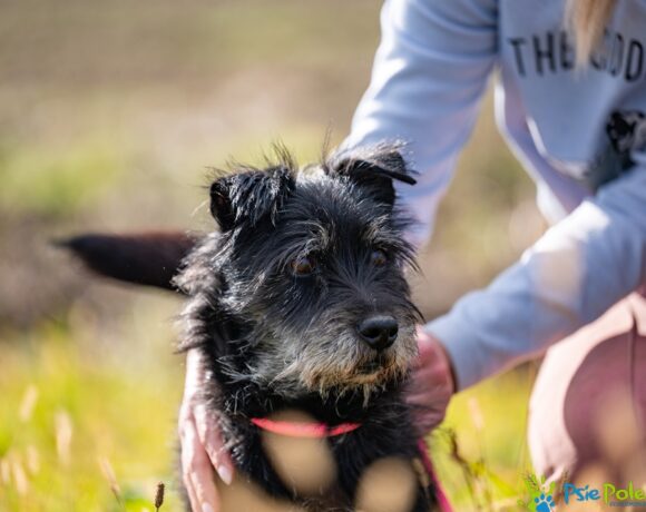 SZCZOTKUŚ SZCZOTKUŚ