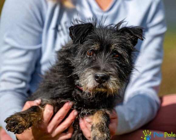 SZCZOTKUŚ SZCZOTKUŚ