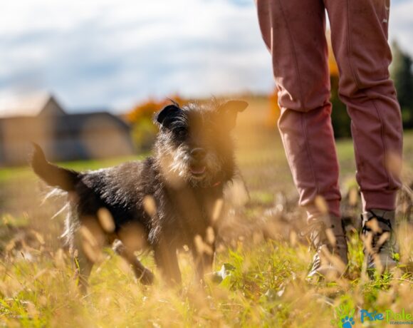 SZCZOTKUŚ SZCZOTKUŚ