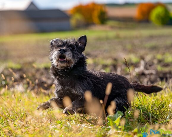 SZCZOTKUŚ SZCZOTKUŚ