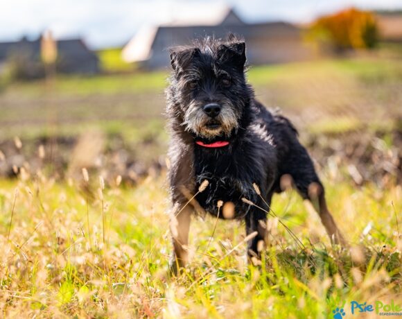 SZCZOTKUŚ SZCZOTKUŚ