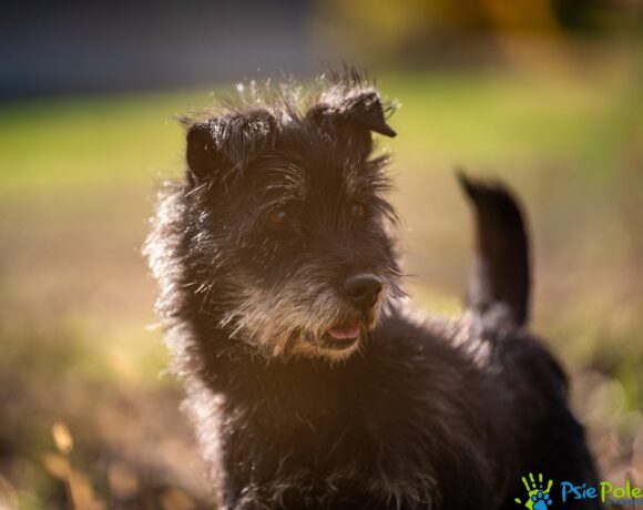 SZCZOTKUŚ SZCZOTKUŚ