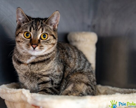 Kotka TIANA Kotka TIANA