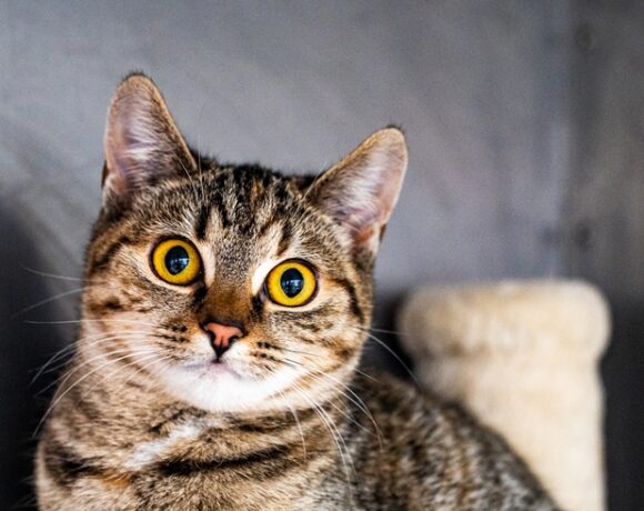 Kotka TIANA Kotka TIANA