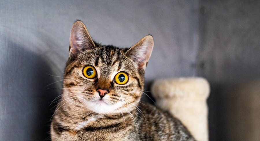 Kotka TIANA Kotka TIANA