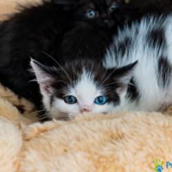 Kocurek KORZONEK rezerwacja