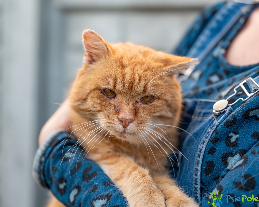 Kocurek FIGARO Kocurek FIGARO