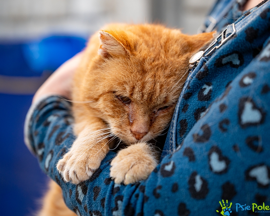 Kocurek FIGARO Kocurek FIGARO