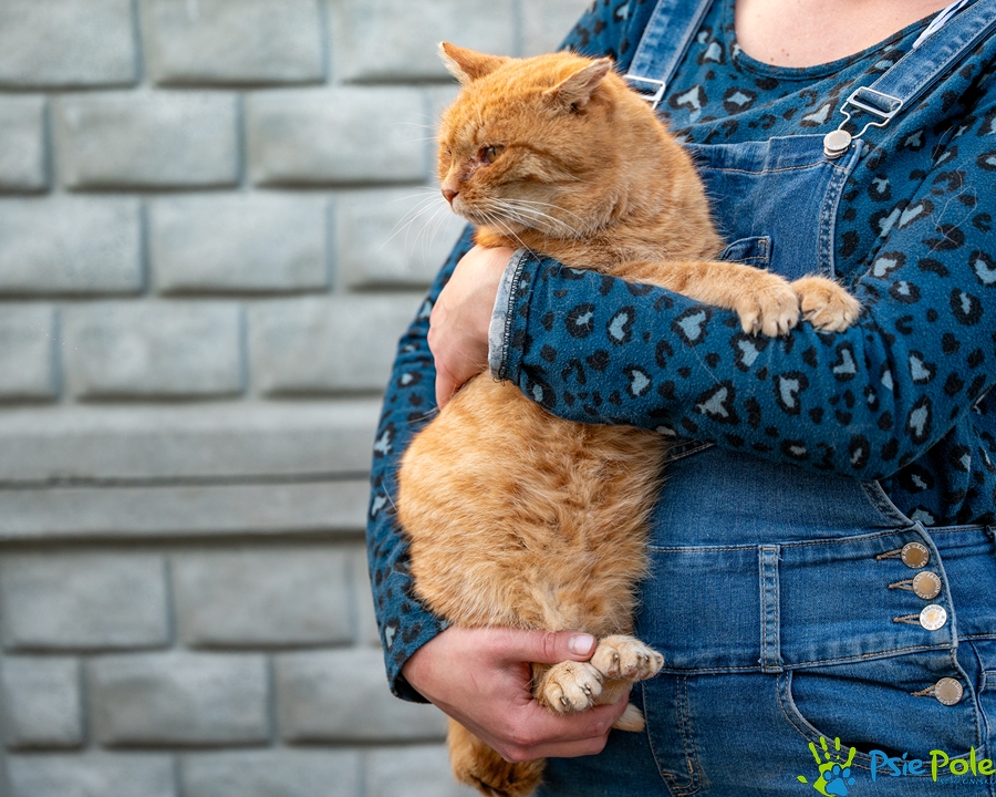 Kocurek FIGARO Kocurek FIGARO